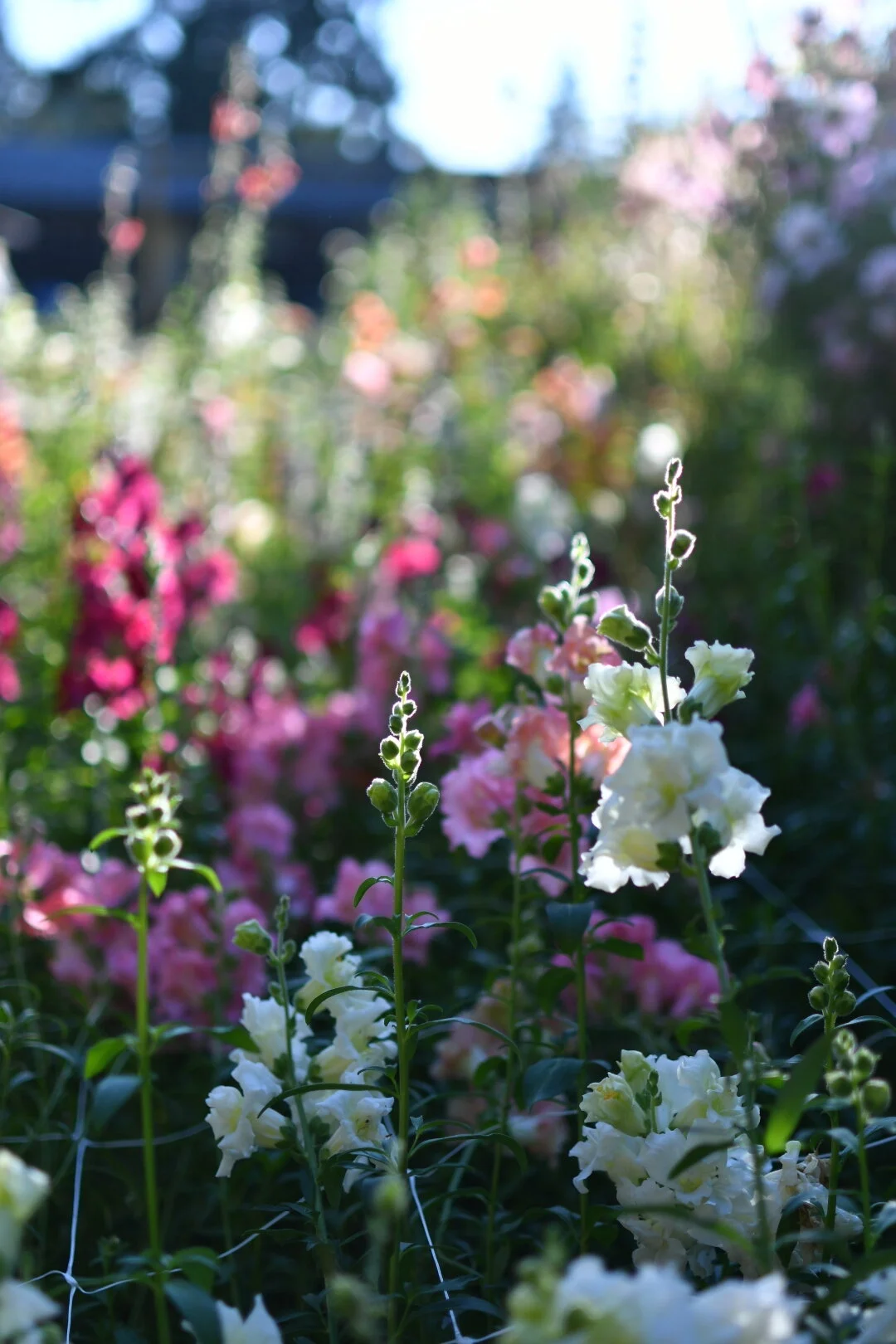 Snapdragon ‘MIX’
