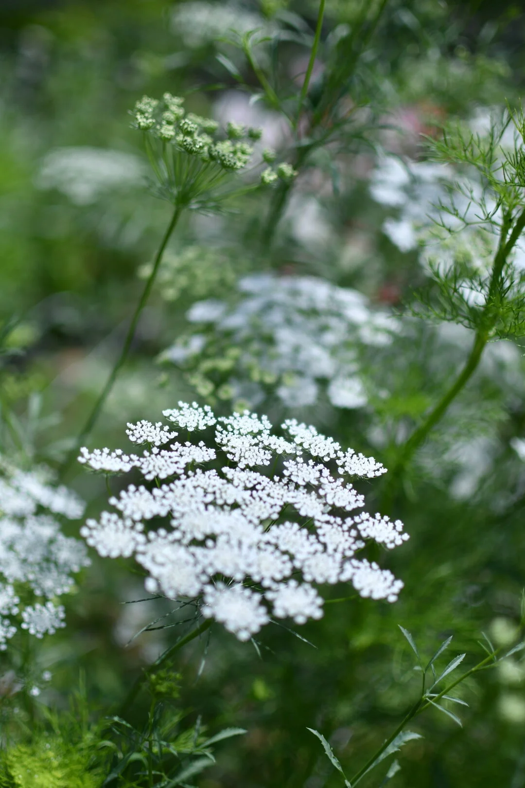 Queen Anne’s Lace ‘Queen of Arica’