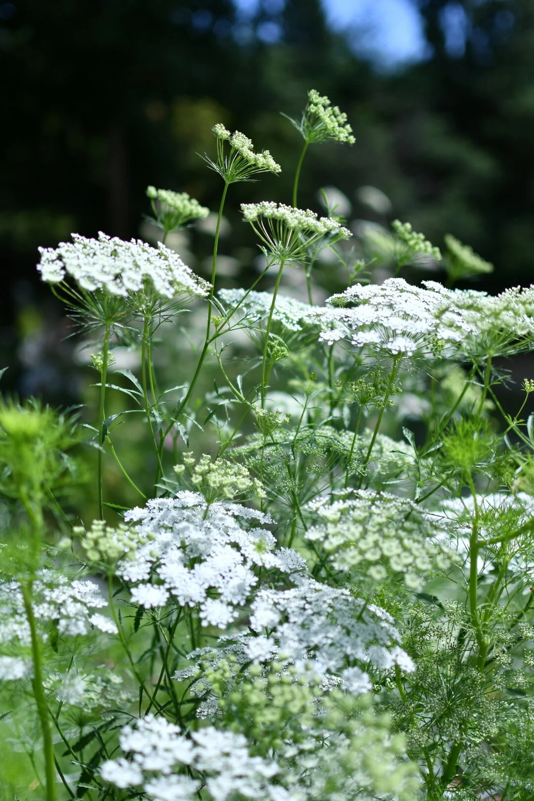 4D97EC81-D171-4DBA-81E6-74CFDB97842D