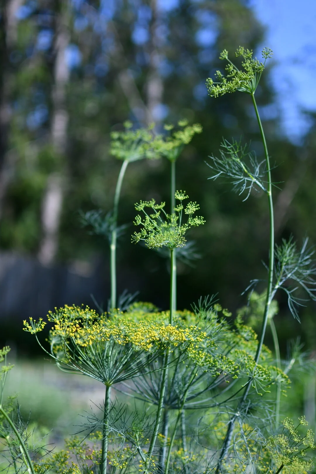 Dill ‘Bouquet Mix’