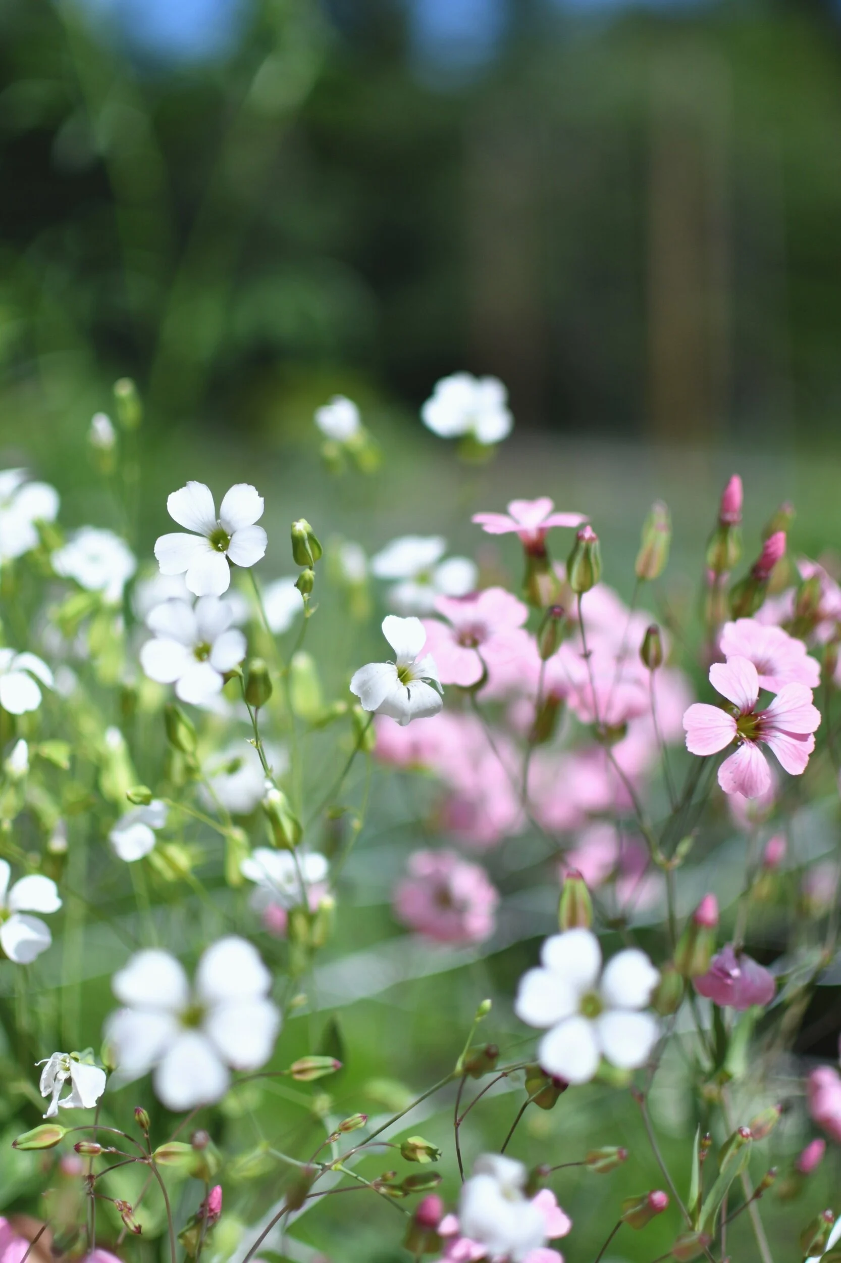 Soapwort - 'Beauty MIX'