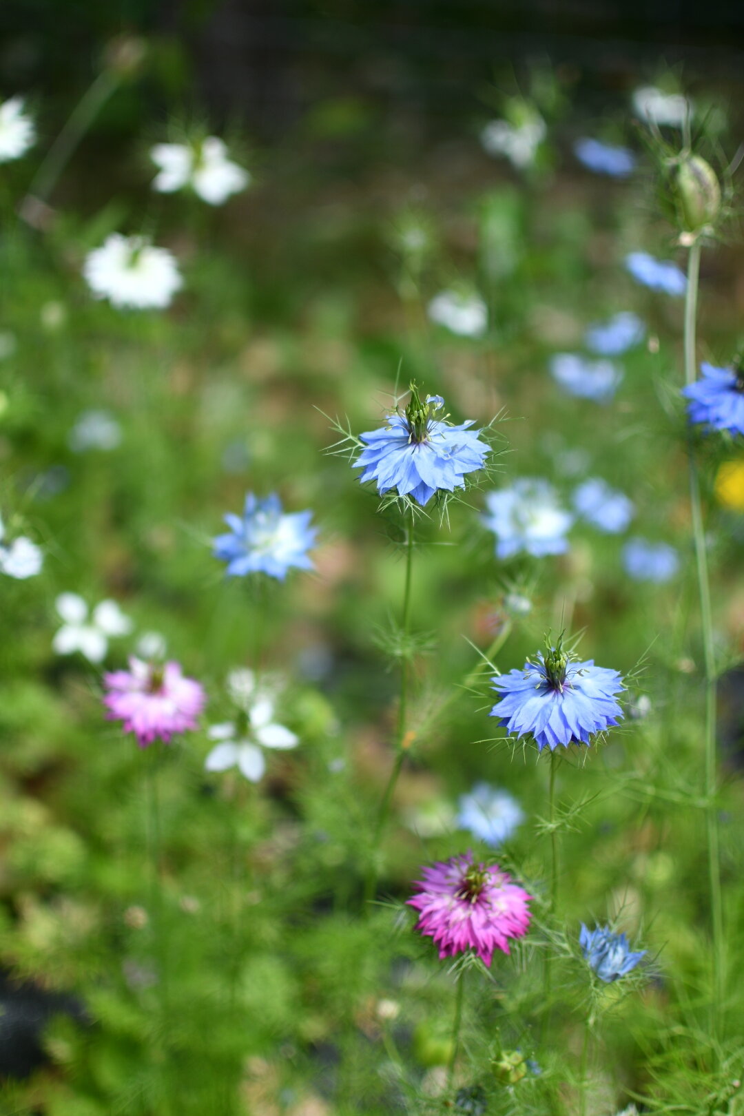 Nigella ‘Love in a Mist’ - Miss Jekyll - MIX