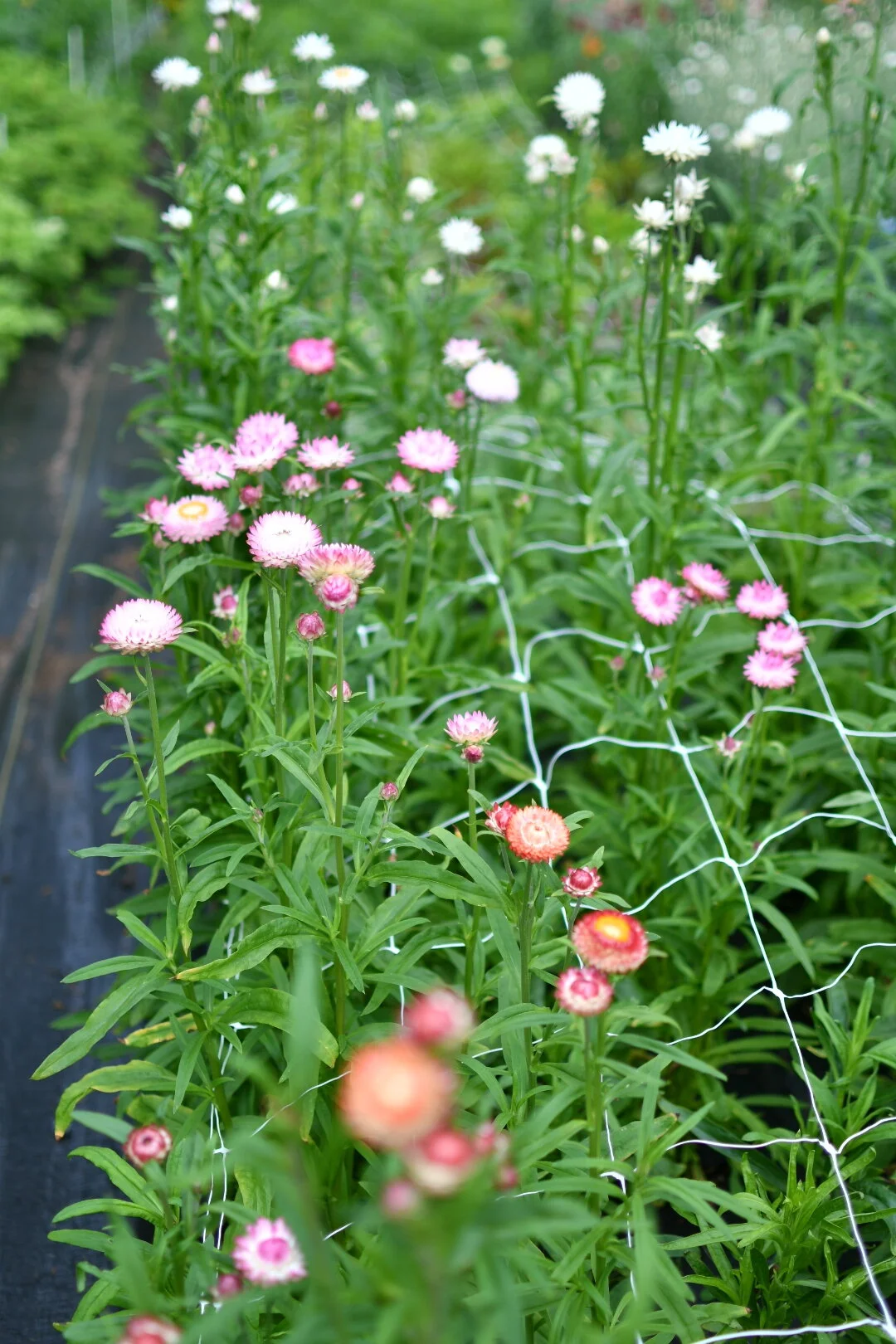 C15352BA-75A3-4837-9501-189FCDAEA644