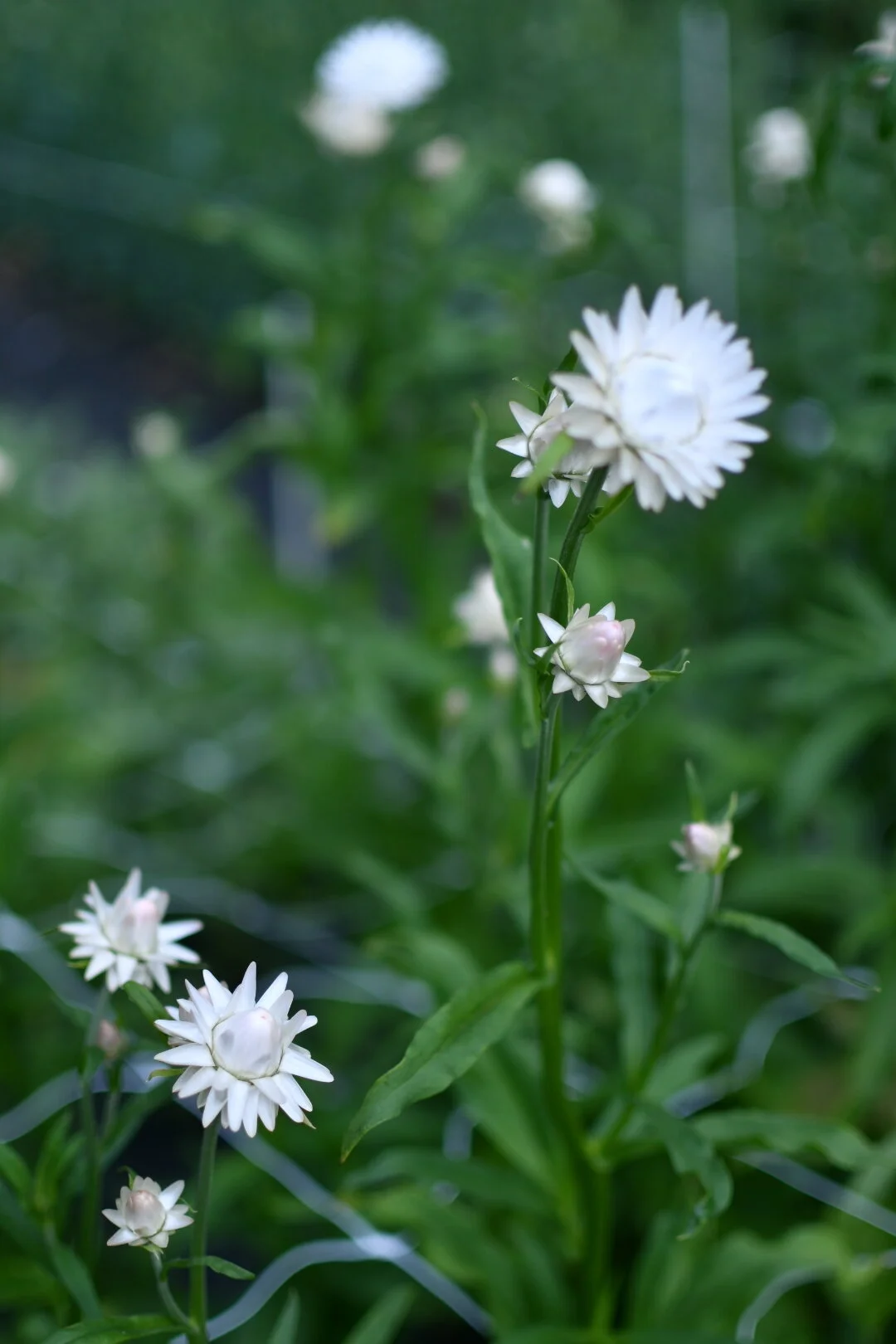 Strawflower ‘White'