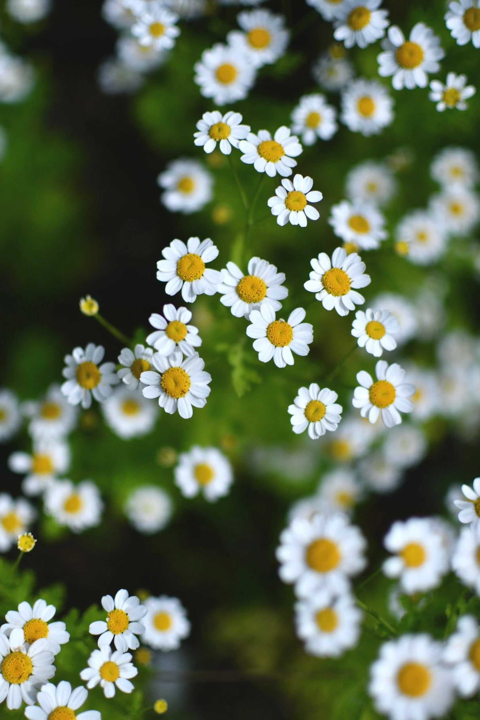 Feverfew ‘Vegmo Single’