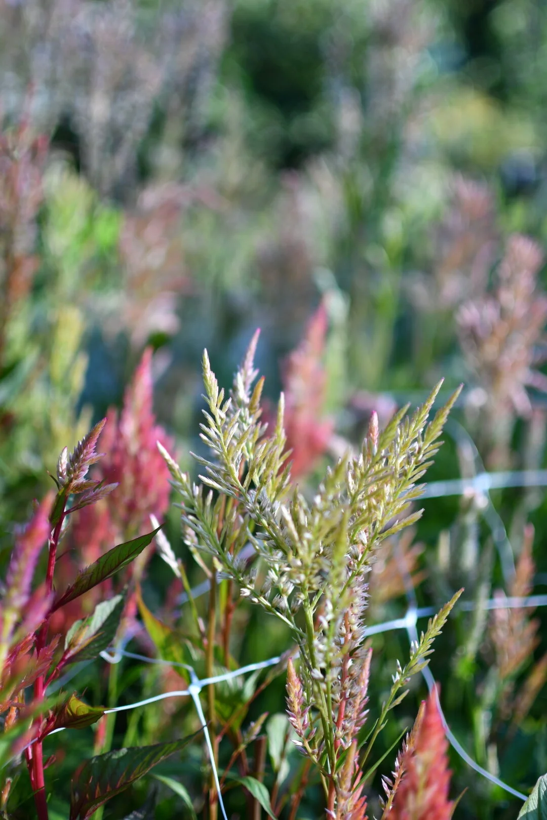 7D8C7FDD-CC9D-4E4C-B681-954050BA1B1D