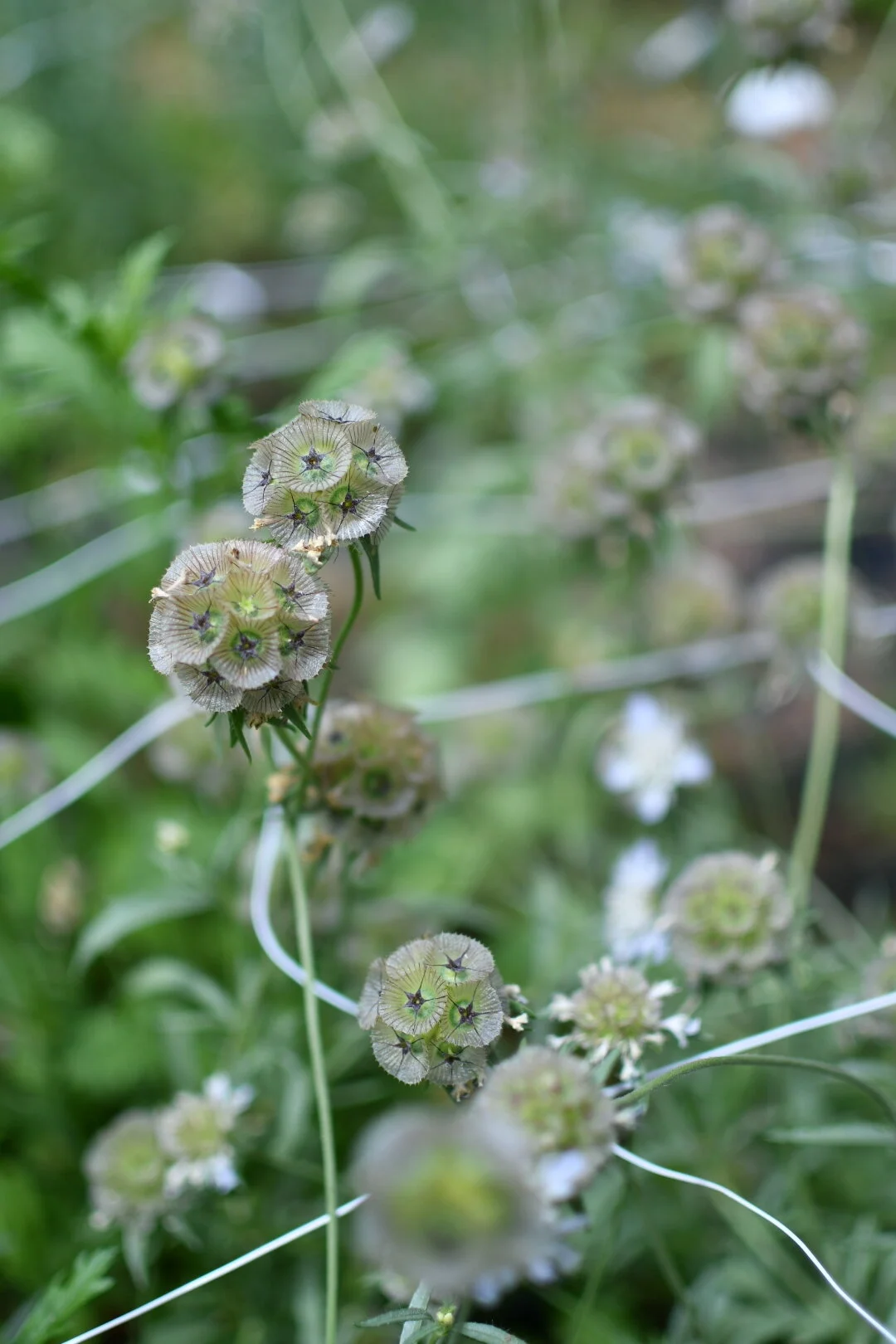 Pincushion Flower ‘Starflower’