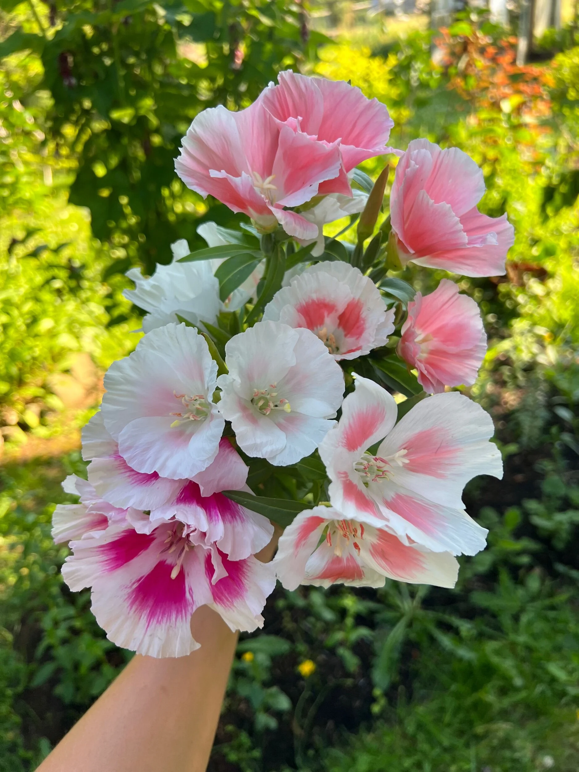 Godetia - MIX