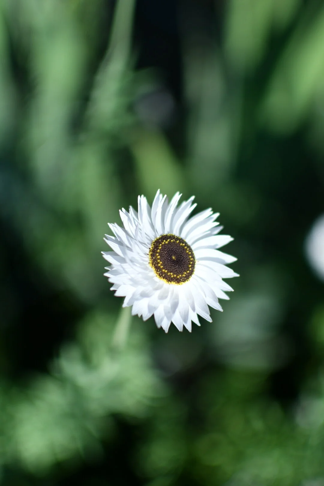 Paper Daisy 'Pierrot White'