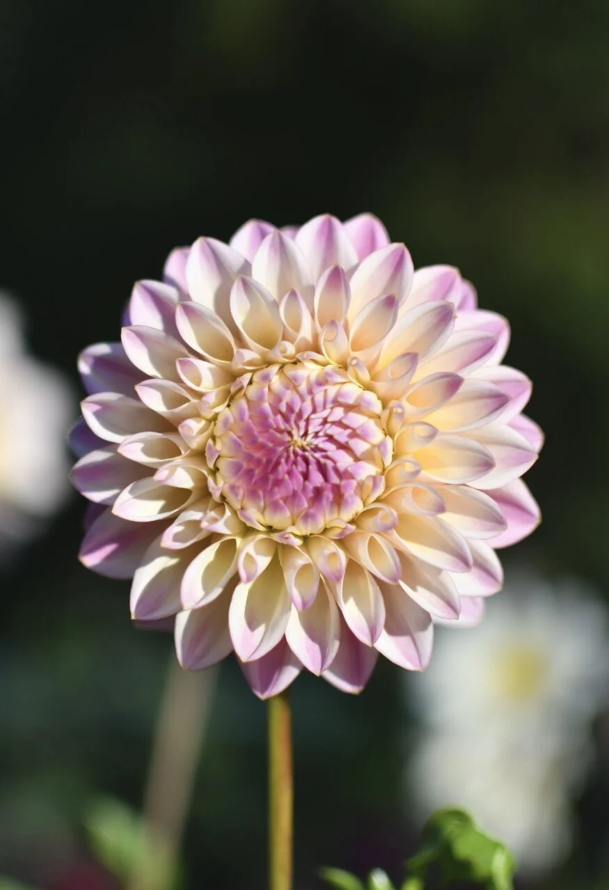 96F54658-94F4-4F45-9276-C96EAEB5EBE6