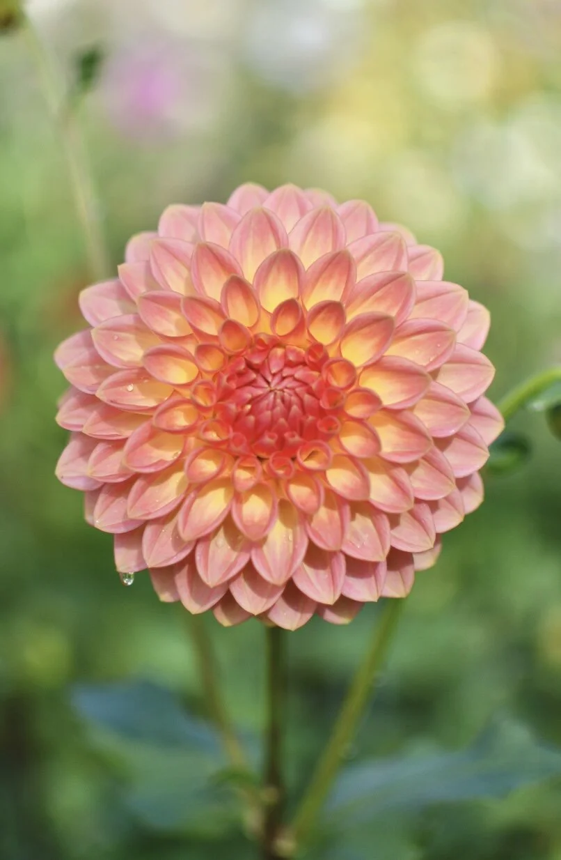 B8A9EDC2-634C-4225-898E-CCB2946D5717