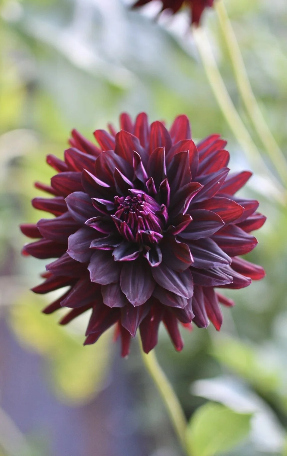 Holly Hill Black Beauty