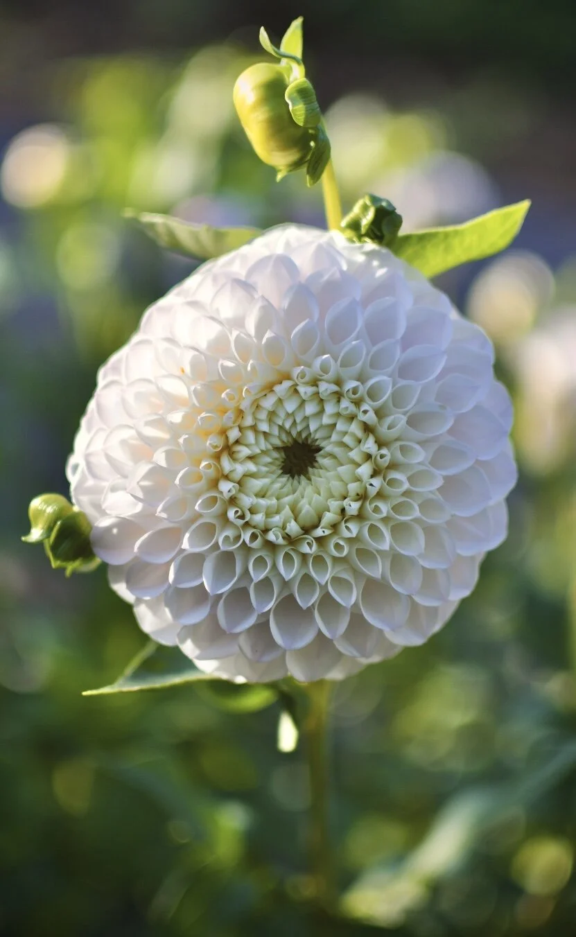 5BA9555F-9C9F-4480-B886-FC0BE180588F