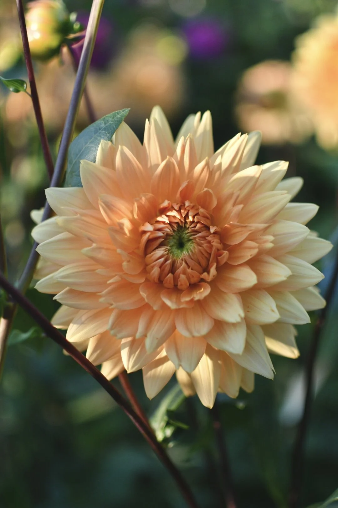 Glorie Van Noordwijk