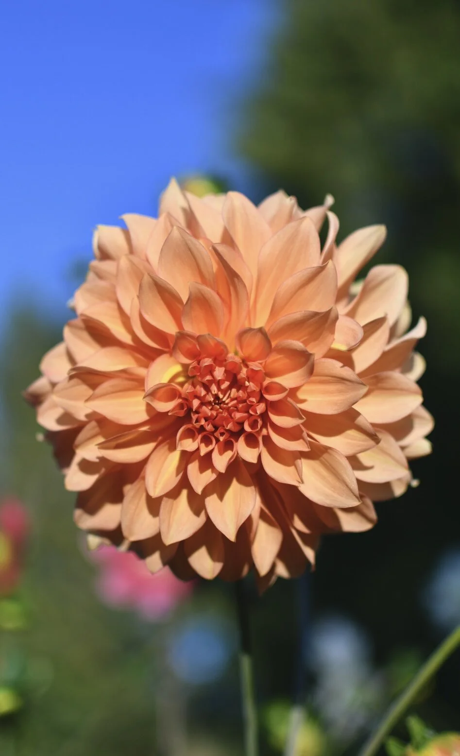 Pacific Floral Marmalade