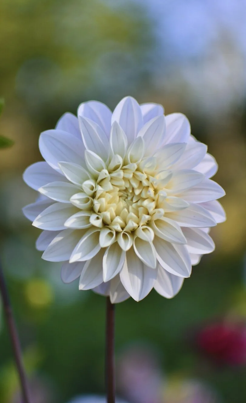 Pacific Floral #12 - Blush Blossom