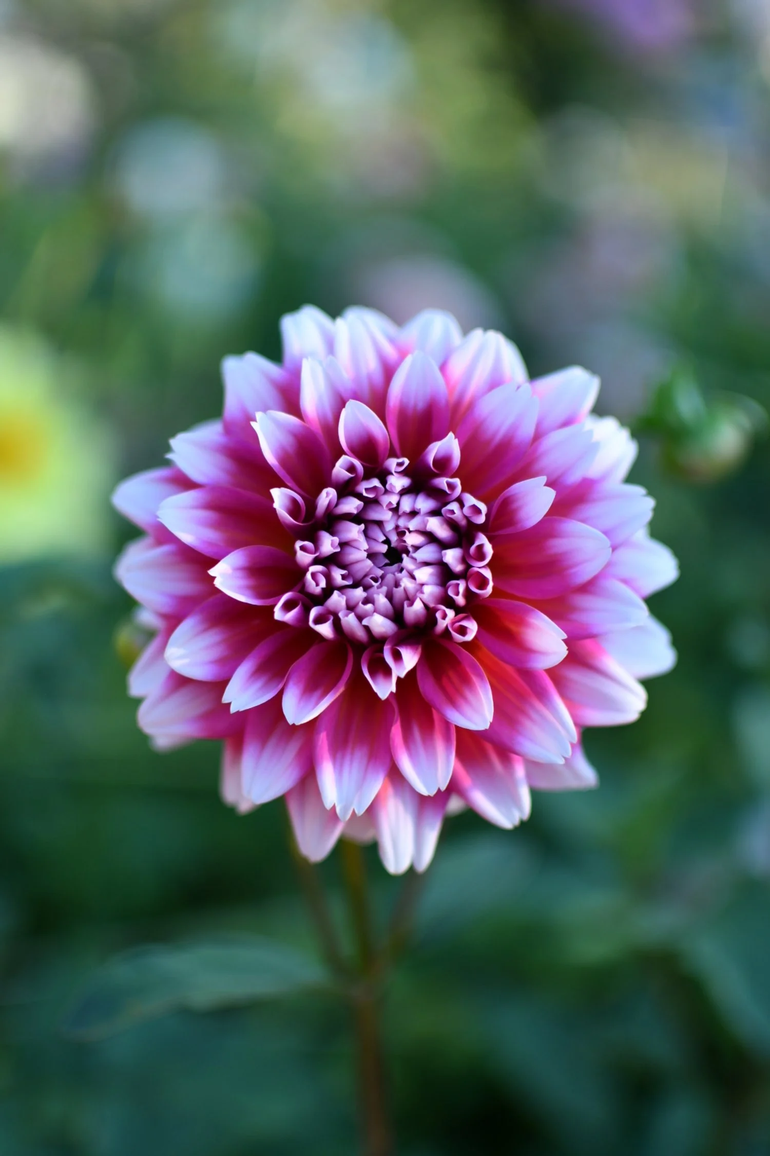 Pacific Floral Strawberries Parfait