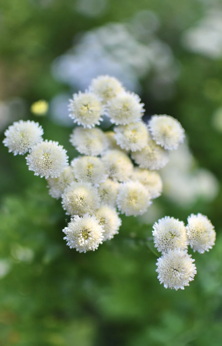 Feverfew ‘Magic Lime Green'