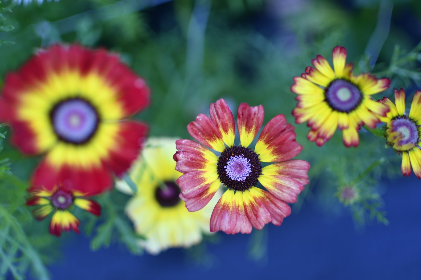 EBAE7953-1A2F-48D7-AB8F-370A746484B9.jpeg