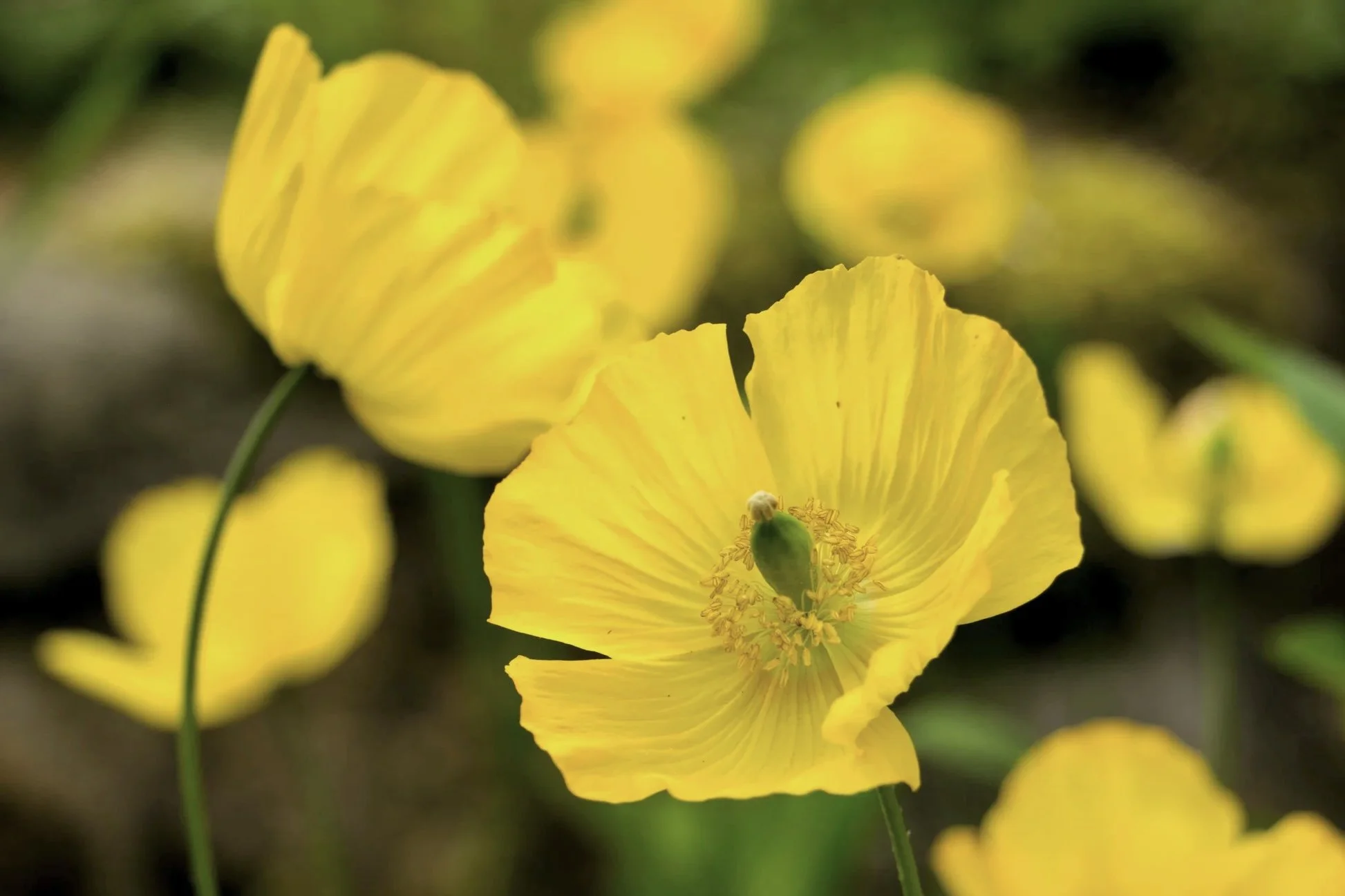 Poppy ‘Yellow Welsh Poppy’