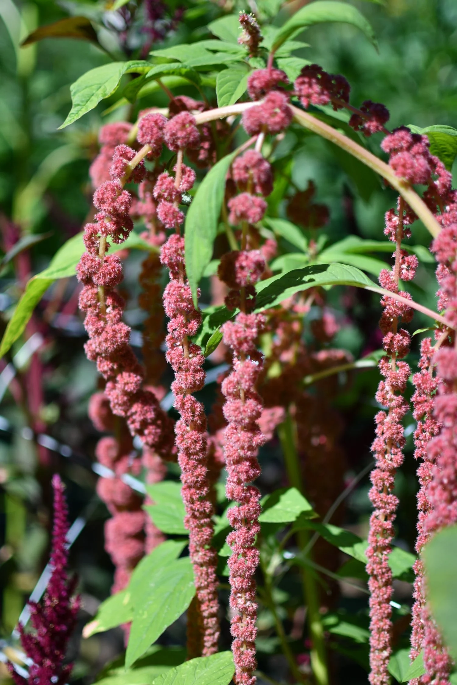 Amaranth ‘Coral Fountain’