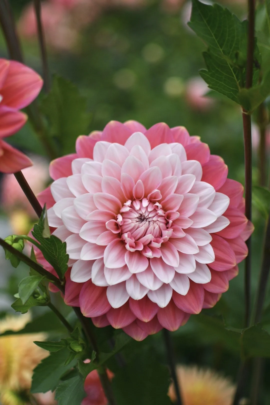 Apple Blossom Doubble