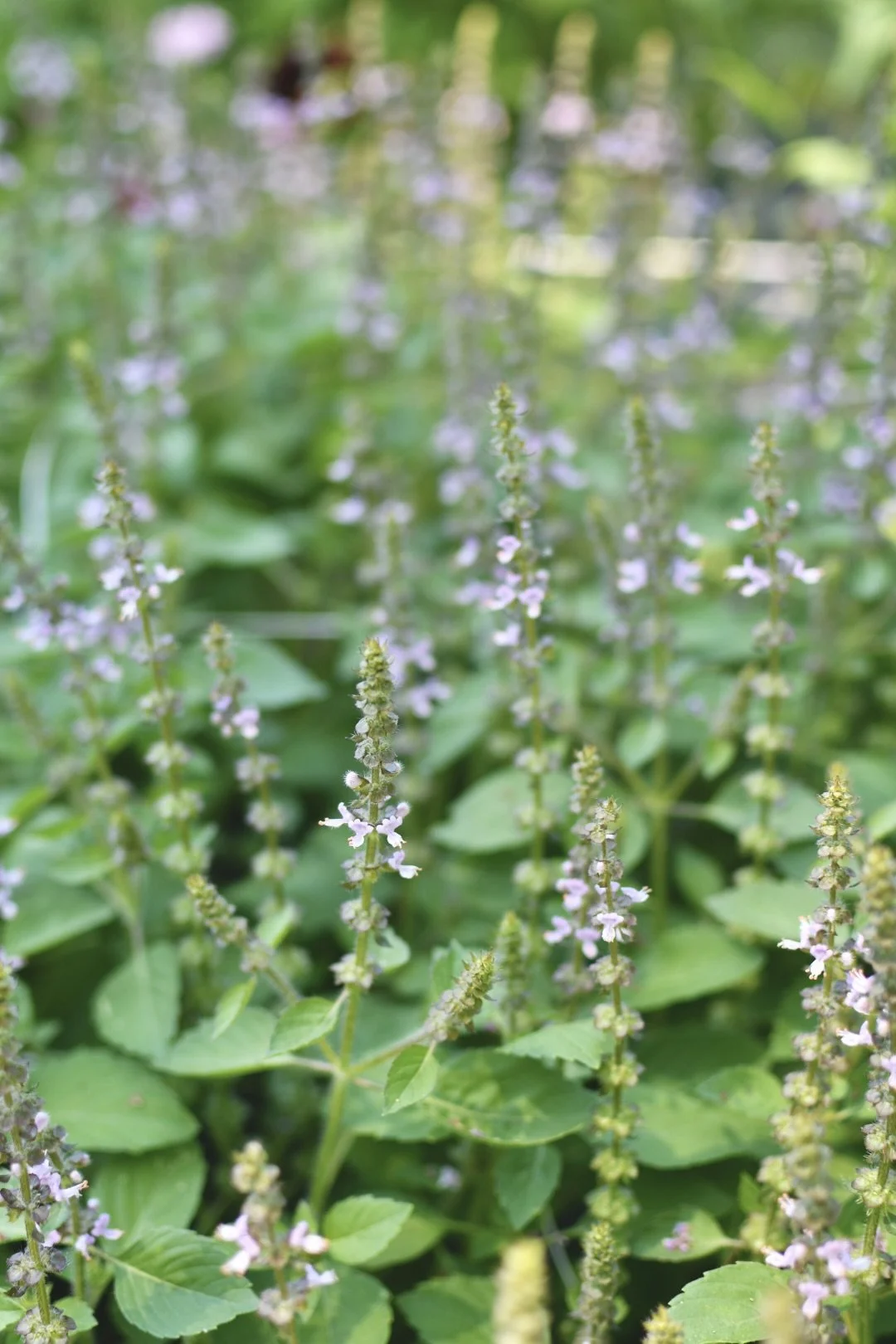 Basil ‘Holy Basil'