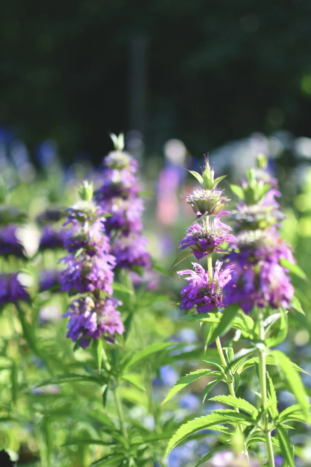Bee Balm ‘Lemon’