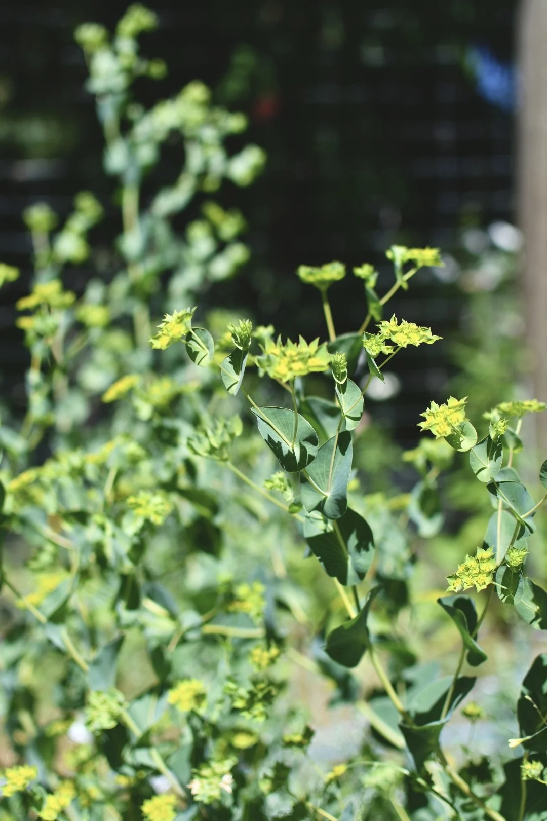Bupleurum ‘Griffithi’