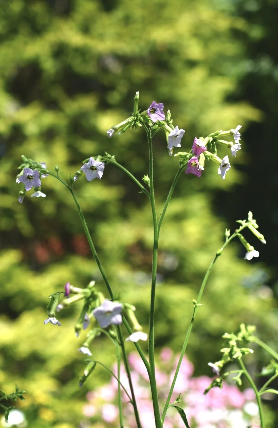Flowering Tobacco ‘Marshmallow'