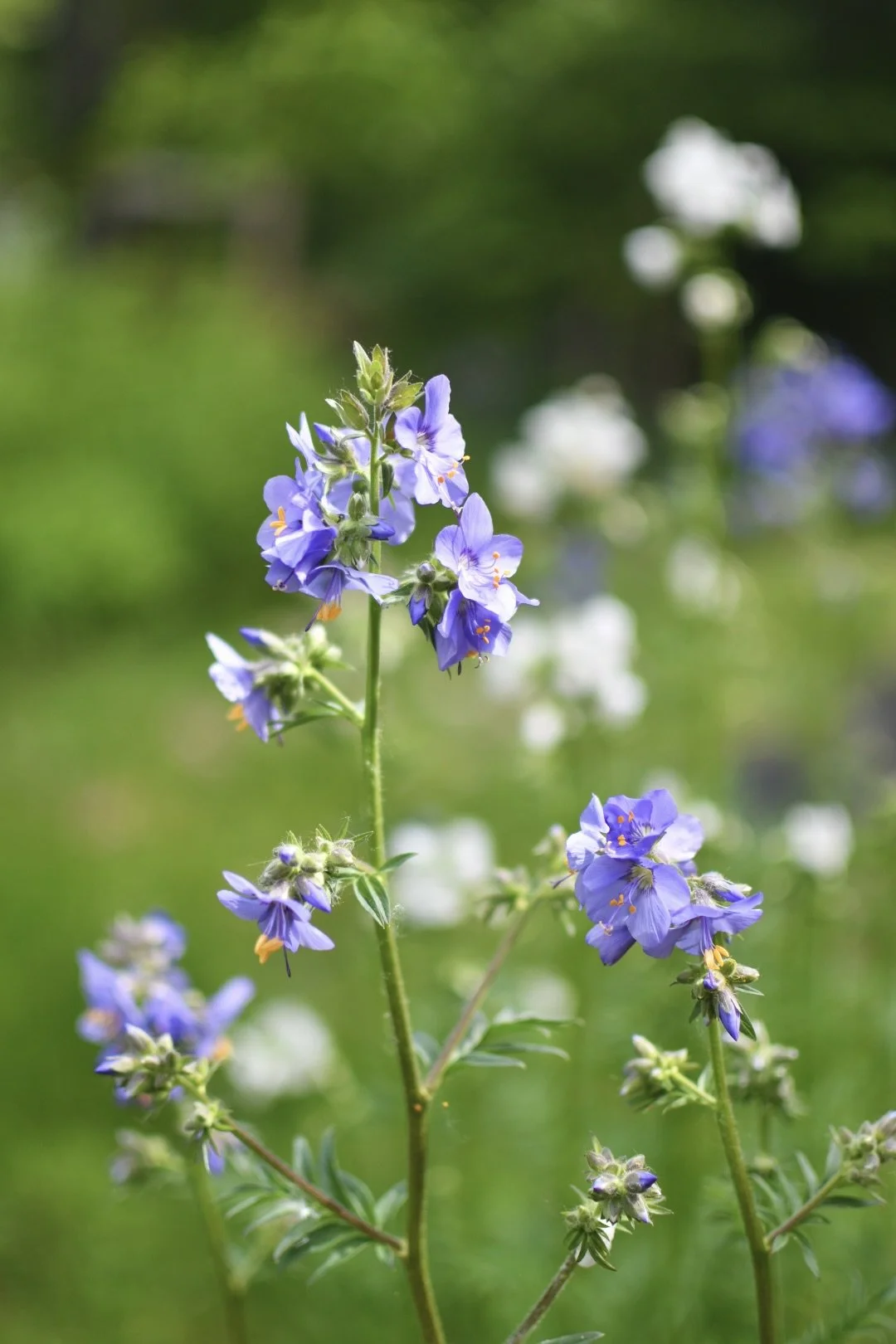 Jacobs Ladder ‘Blue Pearl’