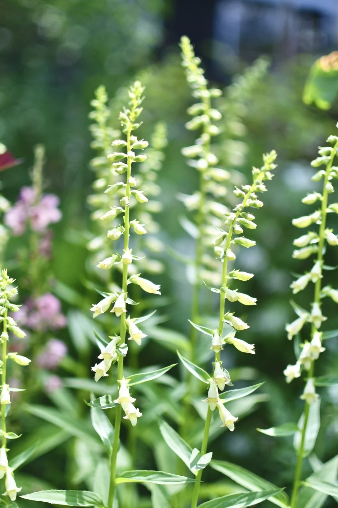 Foxglove ‘Straw Foxglove’