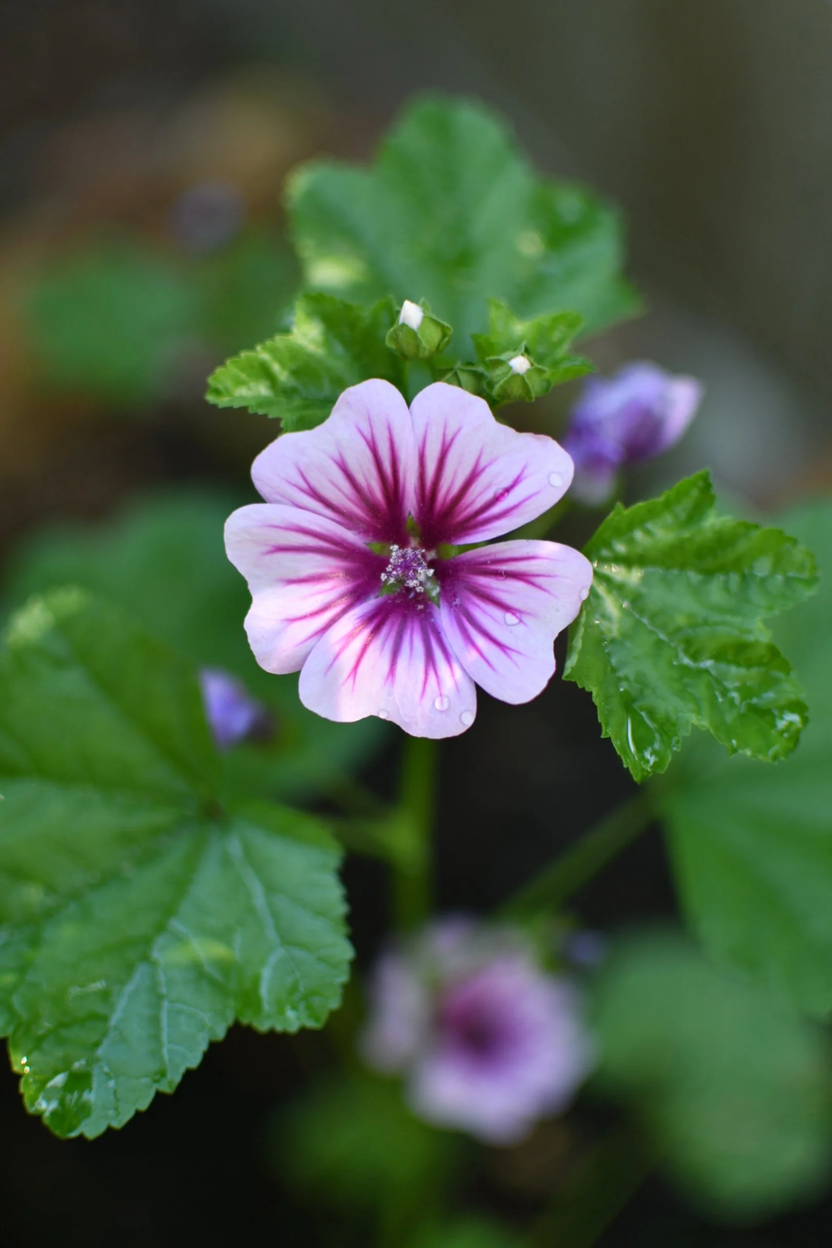 Zebra Mallow 'Zebrina'