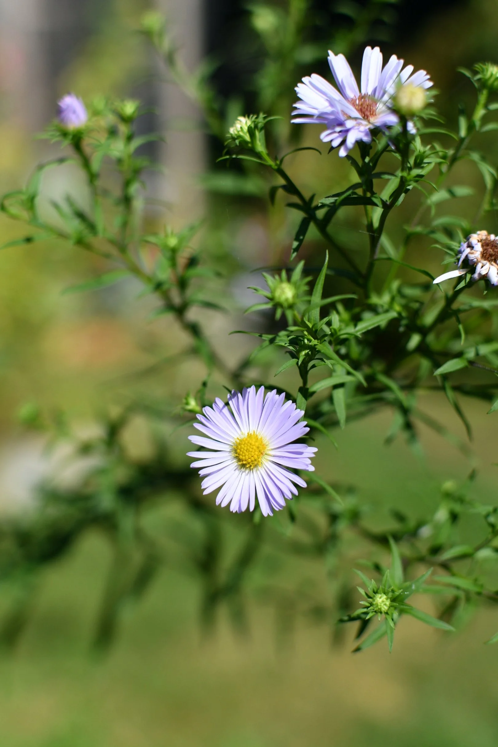 New England Aster