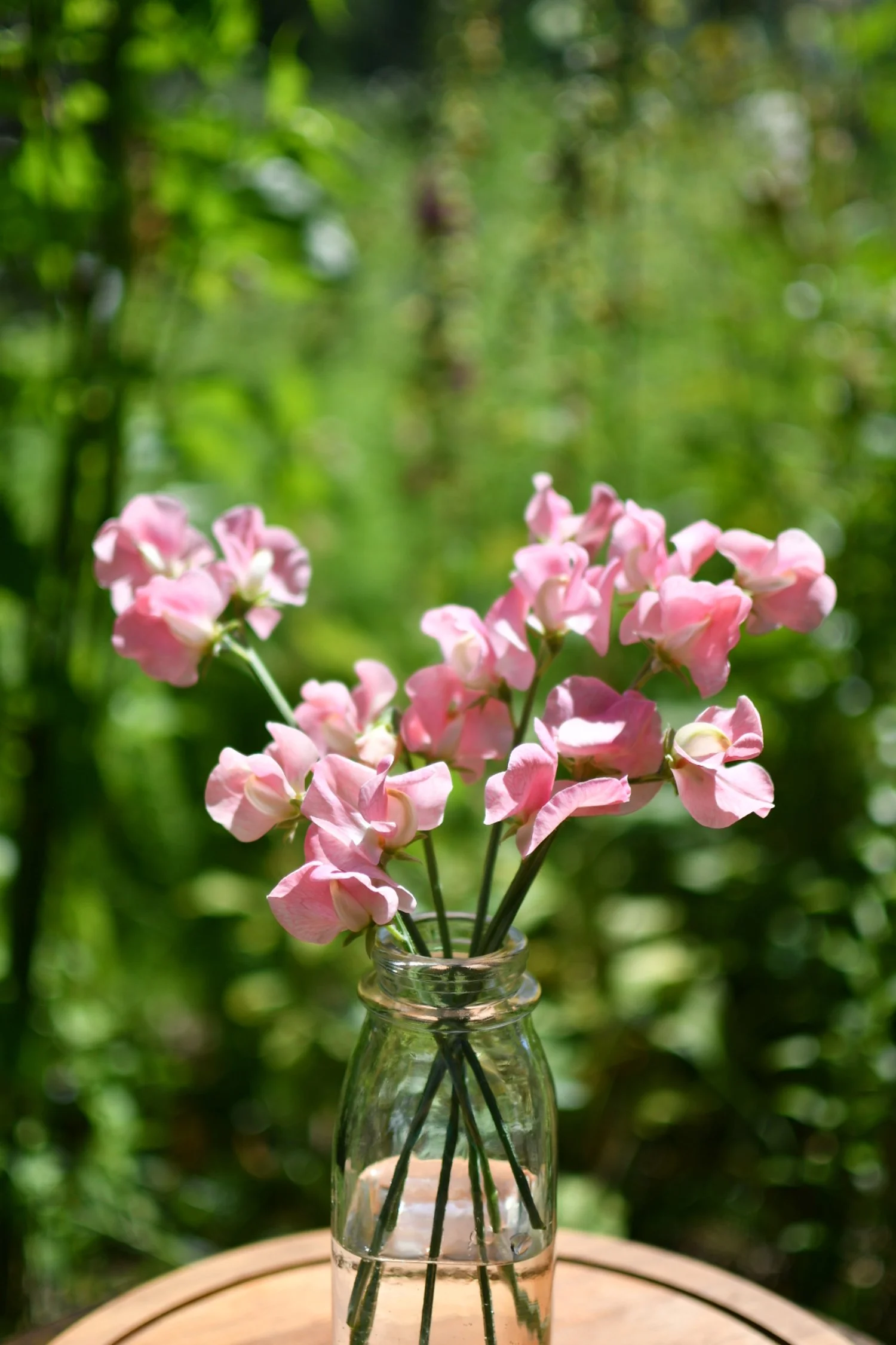 Sweet Pea 'Emily'