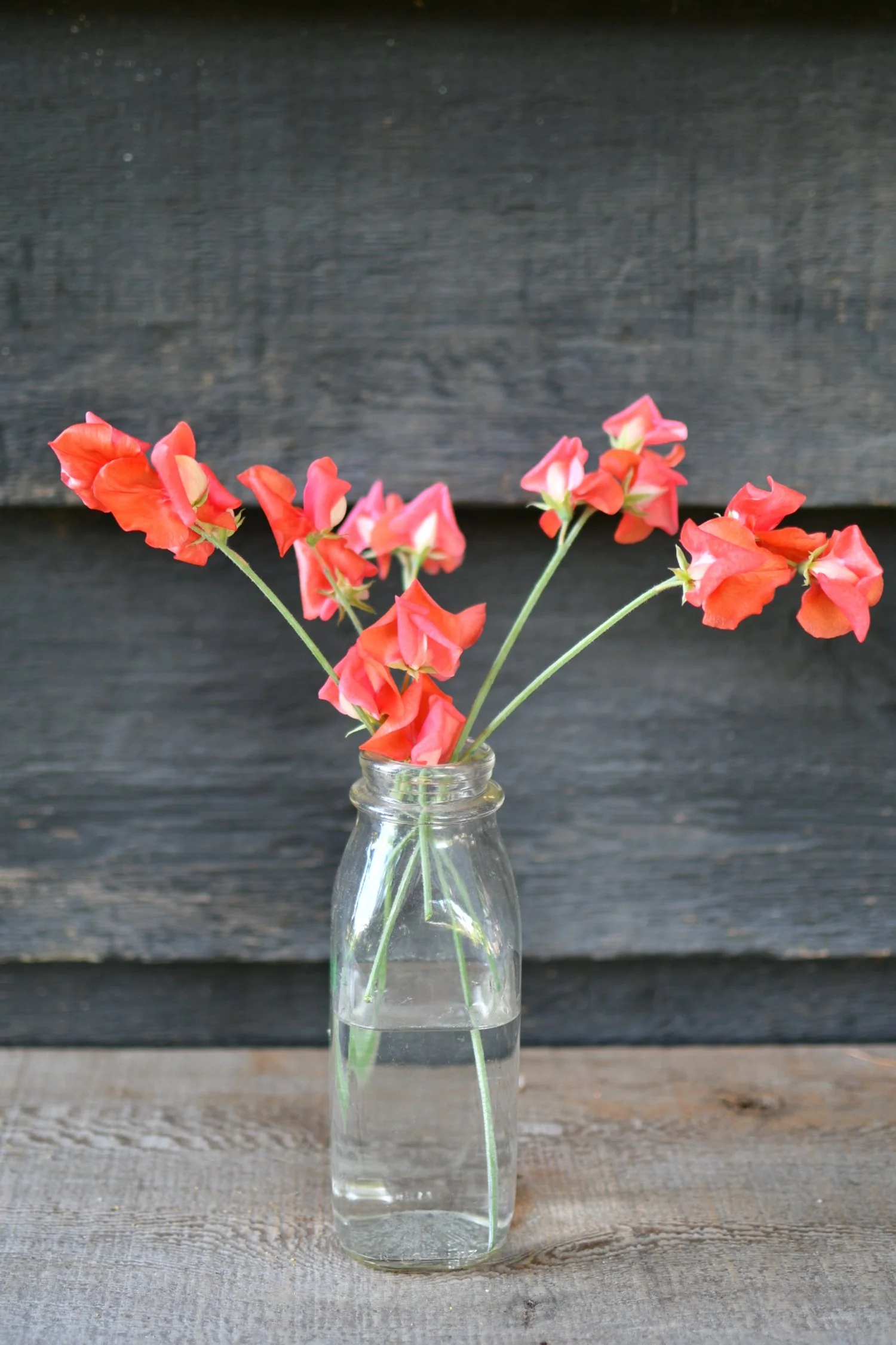 Prince of Orange.JPG