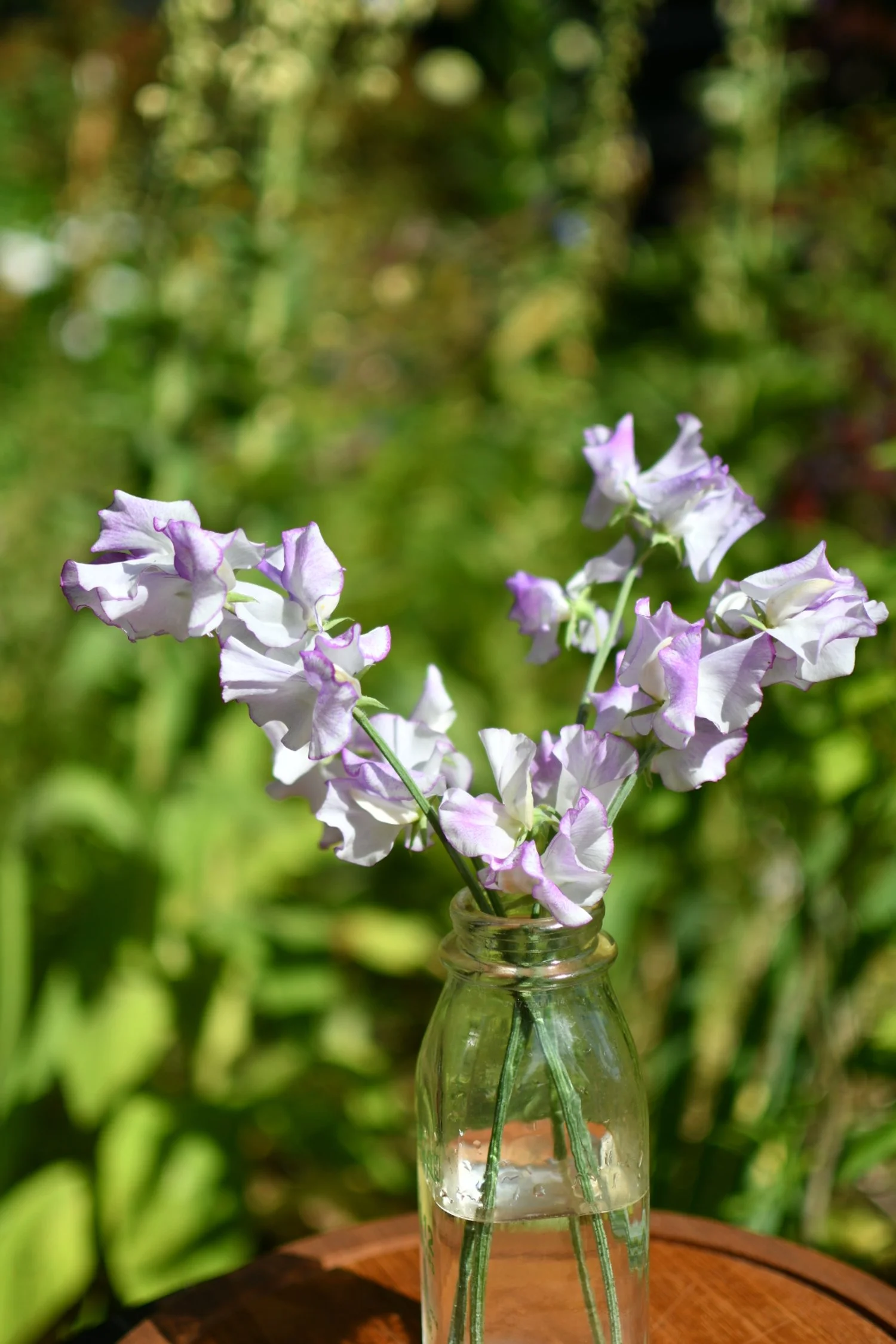 Sweet Pea 'Sir Jimmy Shand'