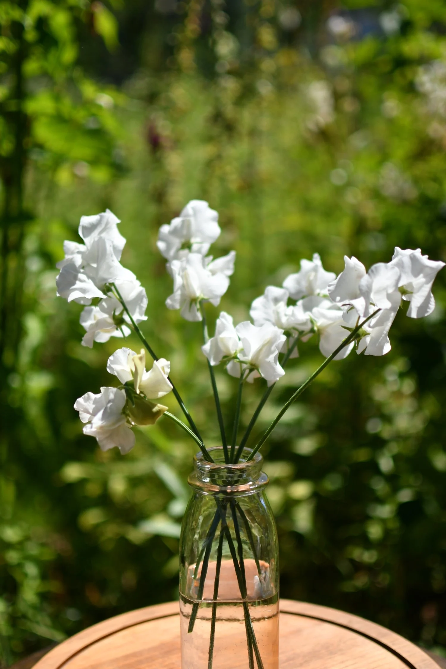 Sweet Pea 'White Frills'