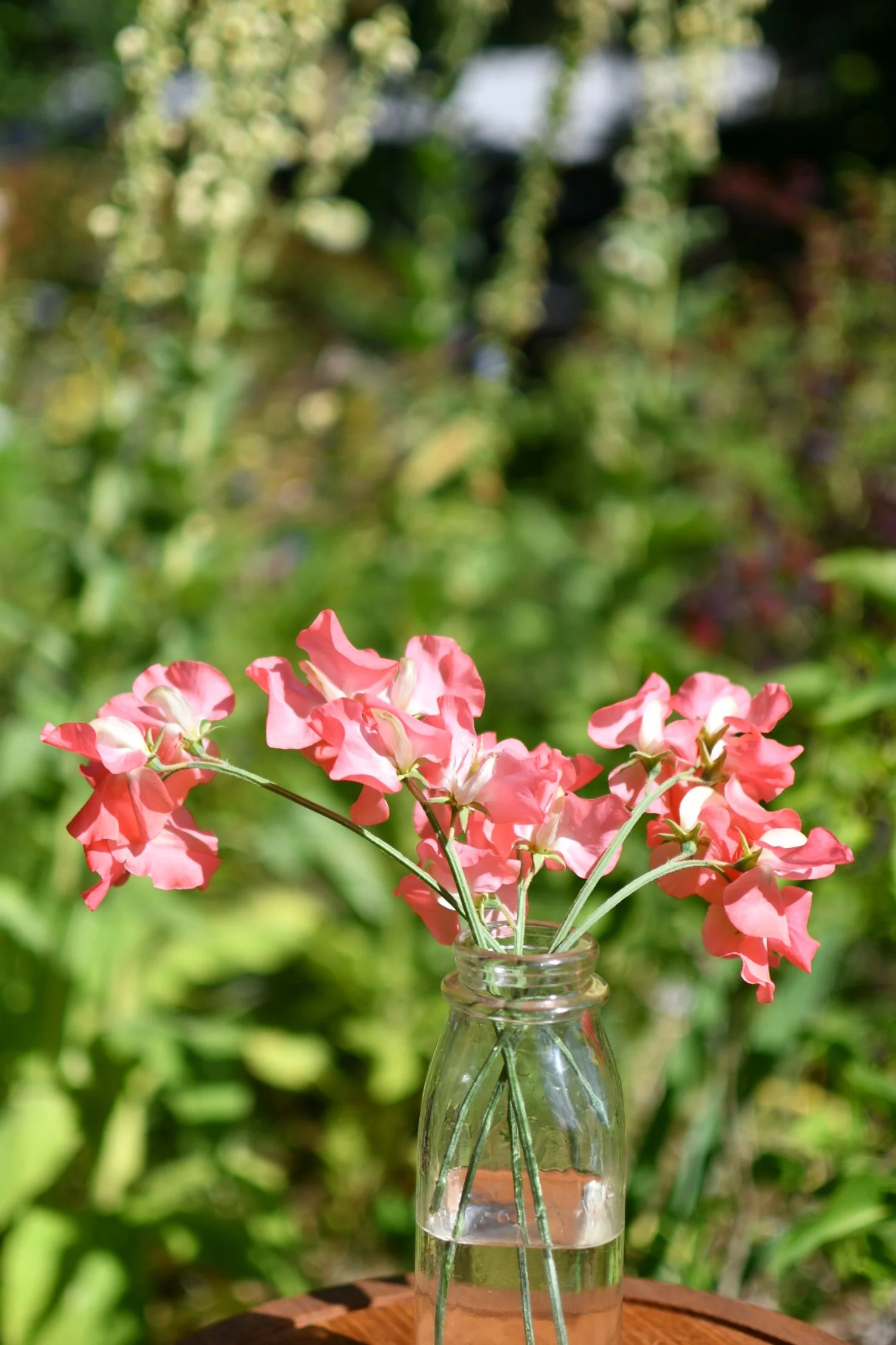 Sweet Pea 'Marjorie Carrier'