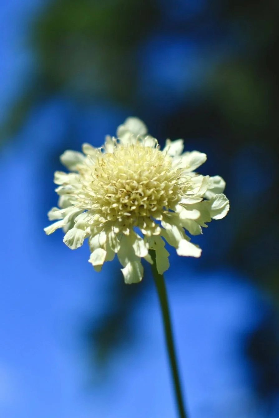 Giant Scabious