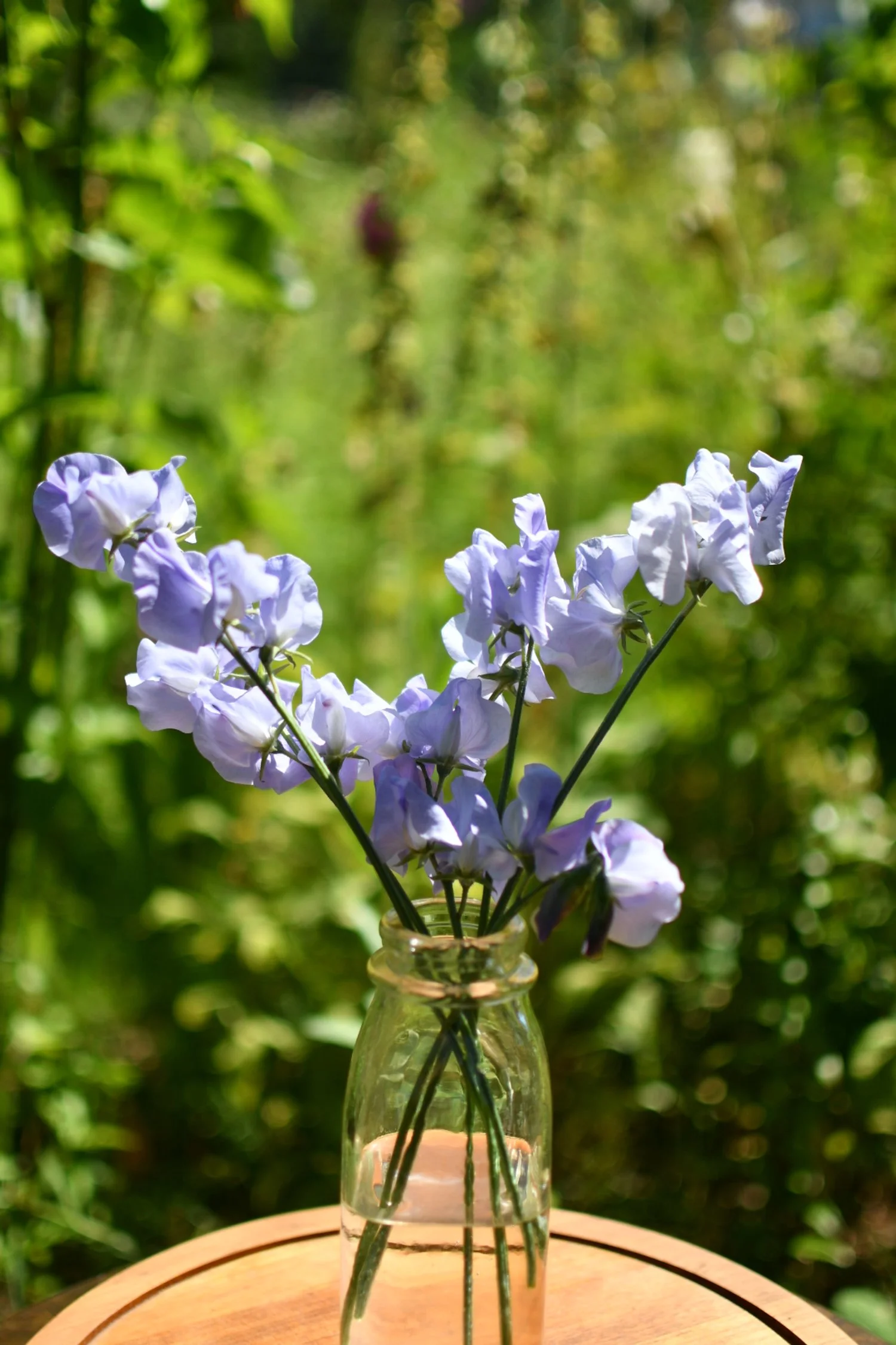 Sweet Pea 'Blue Celeste'