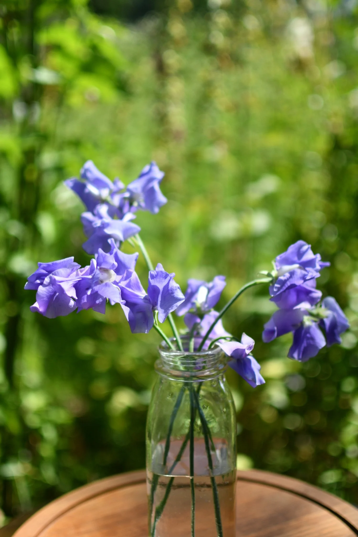Sweet Pea 'Charlies Angel'