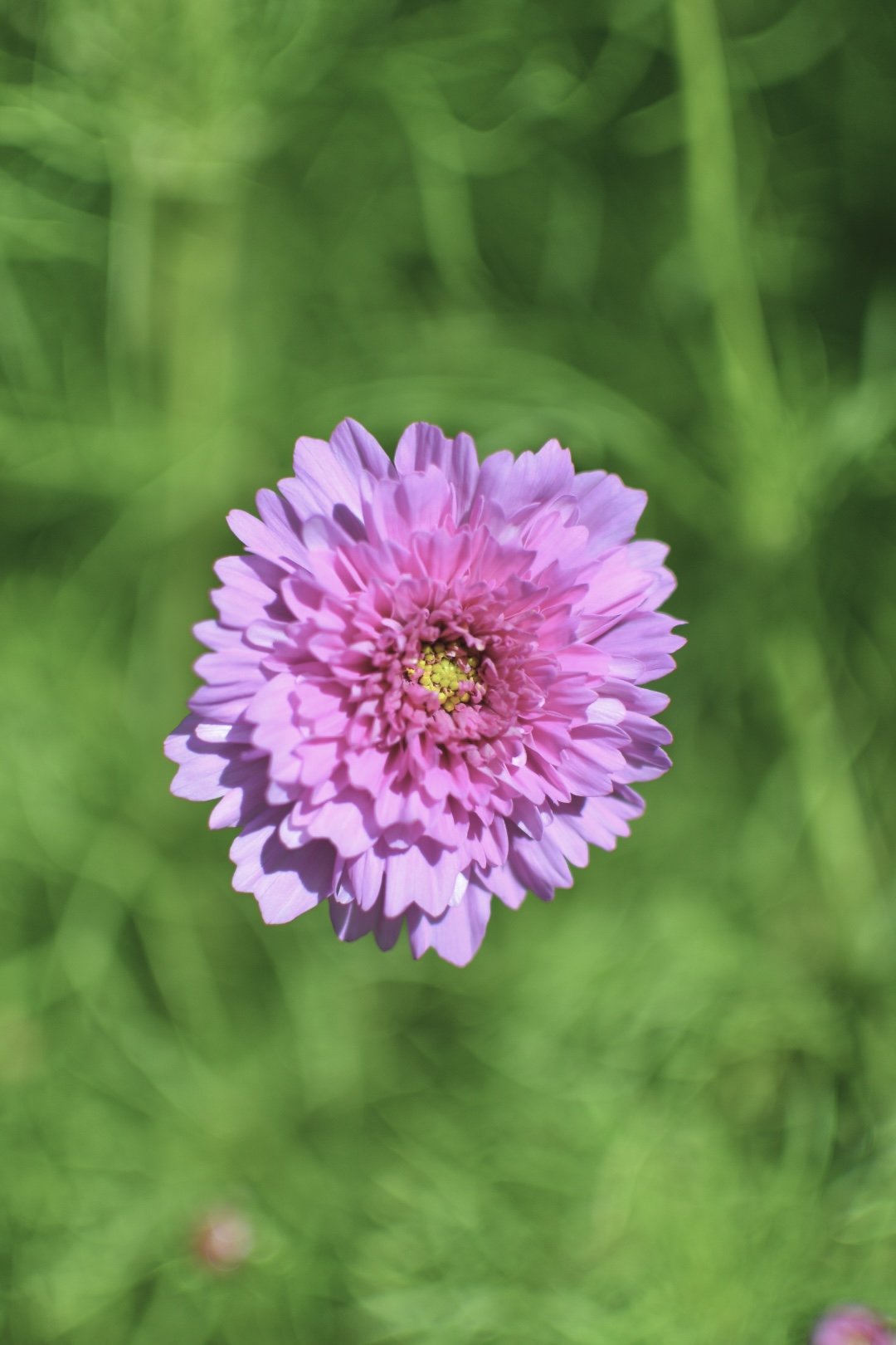 Cosmos 27.jpg