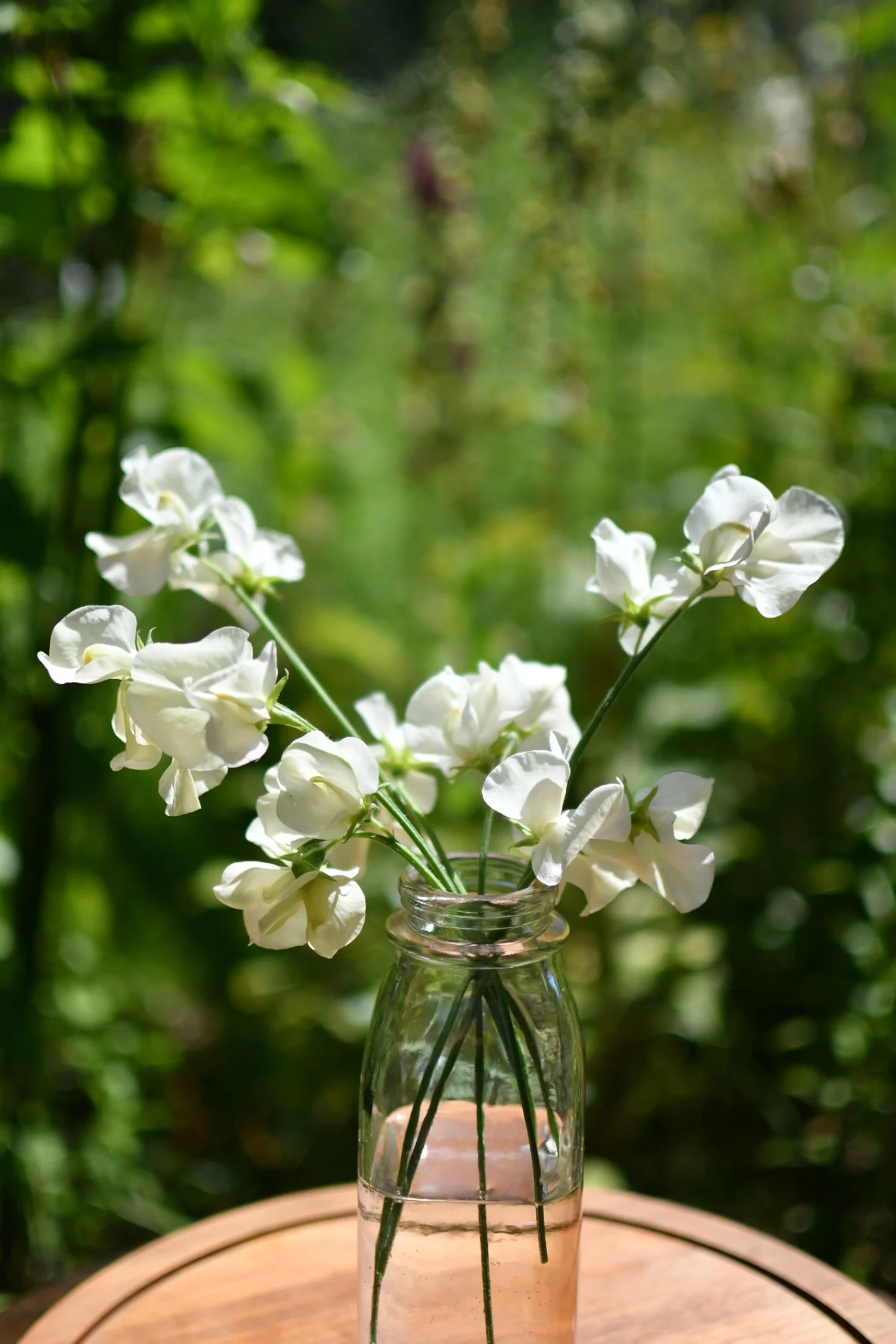 Sweet Pea 'Cathy'
