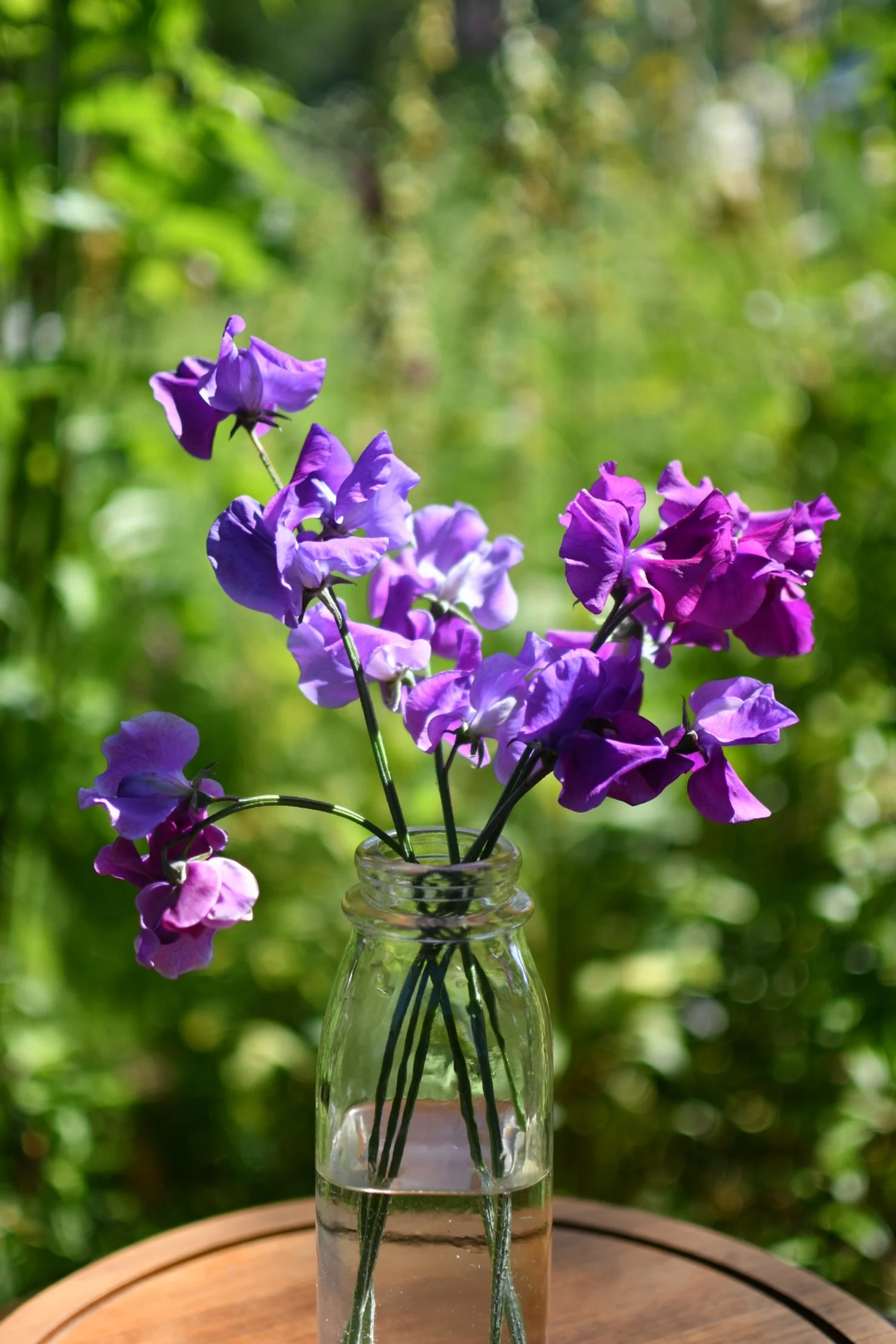 Sweet Pea 'Richard & Judy'
