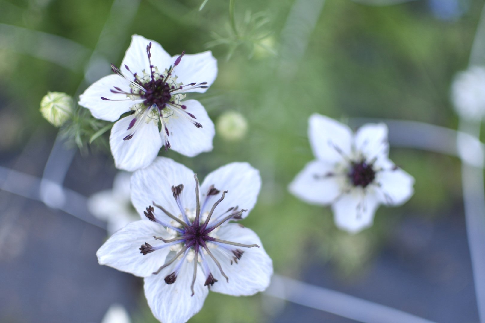 Nigella+4.jpg