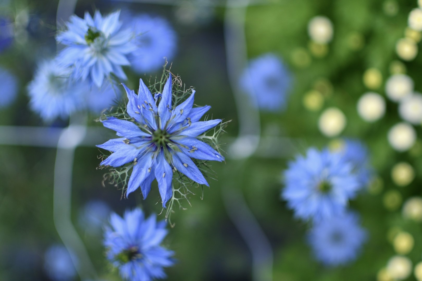 Nigella 2.jpg