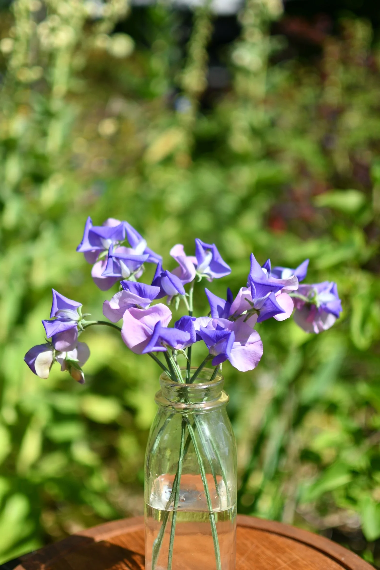 Sweet Pea 'Erewhon'