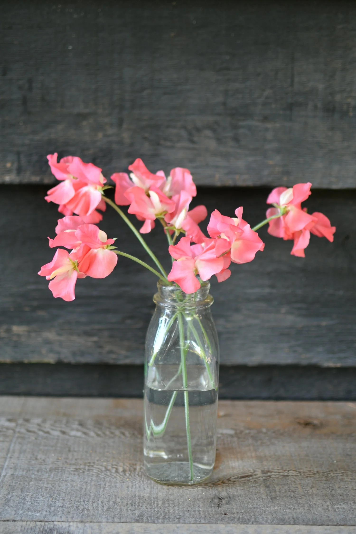 Marjorie Carrier.JPG