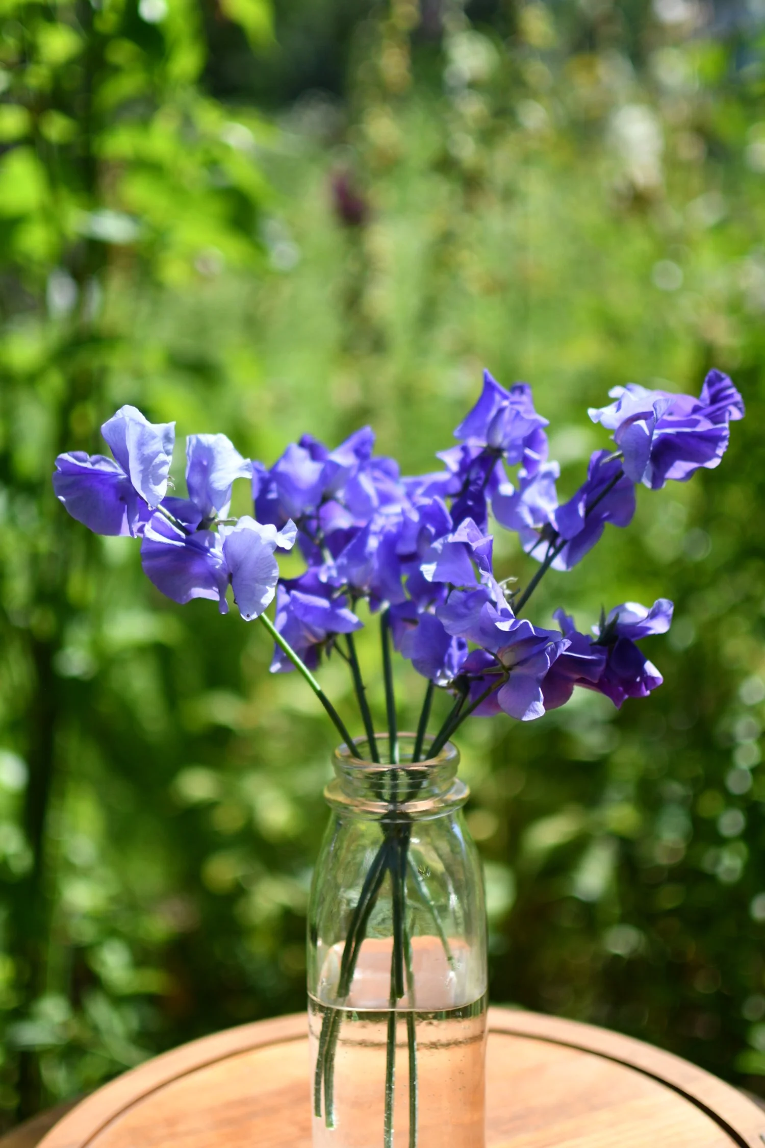 Sweet Pea 'Noel Sutton'